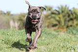 CANE CORSO 396